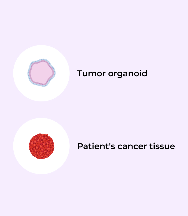 Immune checkpoint factor staining with Multiplex-IHC