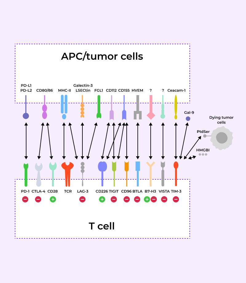 Confirmation of immune checkpoint factor expression and target selection